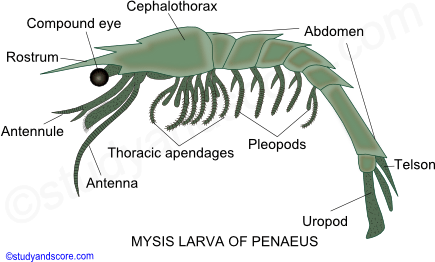 Crustaceae larvae, Nauplius larva, Metanauplius larva, Cypris larva, Protozoaea larva, Zoaea larva, Mysis larva, Megalopa larva, Phyllosoma larva, Alima larva